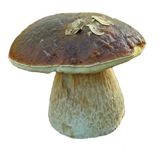 Gemeiner Steinpilz (Boletus edulis), freigestellt
