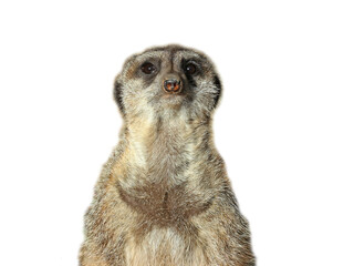 Portrait eines Erdmännchens (Suricata suricatta), freigestellt
