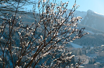 Snow on tree branches in a sunny day. Winter mountain background. Winter in Austrian Alps.