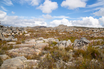 Fototapeta na wymiar flat area of beautiful fynbos landscape on top of the mountains in the Western Cape near the town of Porterville in the Western Cape of South Africa