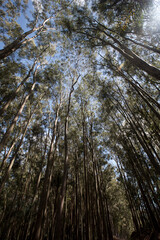 Eucalyptus plantation from below on countryside of Sao Paulo state, Brazil