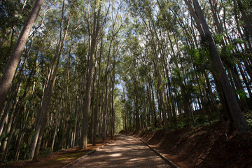 Eucalyptus lane in plantation on countryside of Sao Paulo state, Brazil