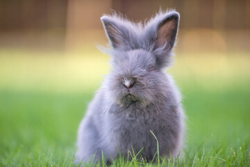 Cute grey fluffy rabbit sitting on grass backyard.