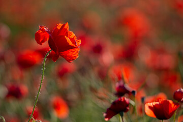 Obraz premium Red poppy flowers meadow at sunset