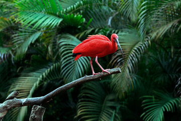 Scarlet ibis on tree trunk with dark forest on background. Brazil - obrazy, fototapety, plakaty