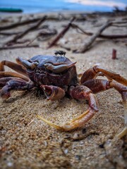 Dead crab carcasses on the beach