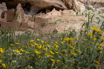 Peering through New Mexico Sunflowers to Cliff Dwelling