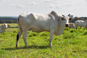 Zebu cattle, of the Nelore breed, in the pasture on countryside of Sao Paulo state, Brazil