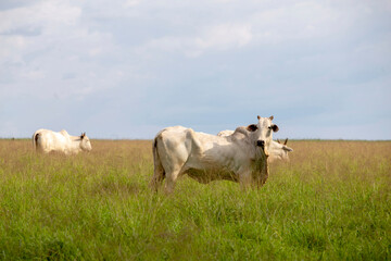 Cattle of the Nelore breed, in the pasture of high grass on countryside of Sao Paulo state, Brazil