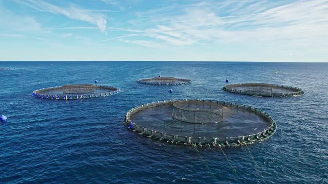 Aerial drone video of a large saltwater fish farm such as sea bass and sea bream in growing cages in calm deep waters
