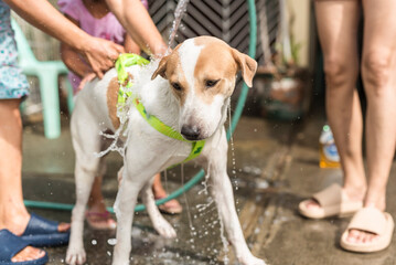 Giving the family dog a bath with a garden hose at the garage. Tied with a leash to prevent escape.