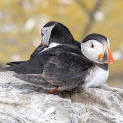Puffins sitting on the cliff edges of Inner Farne. Part of the Farne Islands nature reserve off the coast of Northumberland, UK