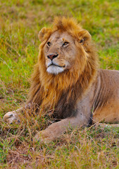Lion - Masai Mara - Kenya 2o22