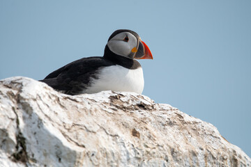Atlantic puffins sitting on the cliff edge at Inner Farne. Part of the Farne Islands nature reserve off the coast of Northumberland, UK