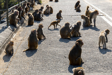 2022 Dec 30,Hong Kong.Wild Monkey in country park in Hong Kong.
