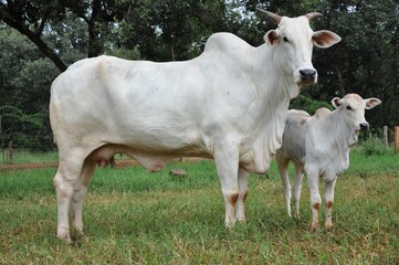 Vacas e novilhas da ra&ccedil;a nelore