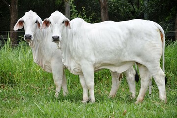 Vacas da ra&ccedil;a nelore