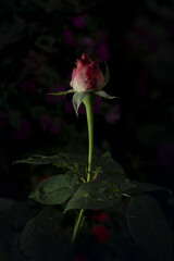 A beautiful and charming rose. The beauty of nature expressed in a single flower.