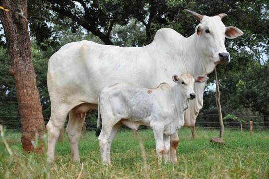 Vacas e novilhas da ra&ccedil;a nelore