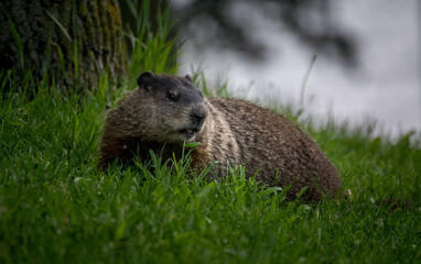 Alpine Marmot.Close up of a wild marmot in its natural environment in park in Quebec.View of a groundhog at the parc 