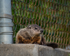 Alpine Marmot.Close up of a wild marmot in its natural environment in park in Quebec.View of a groundhog at the parc 