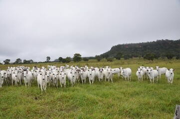 bezerrada da raça nelore Fazenda Modelo © Valdecir
