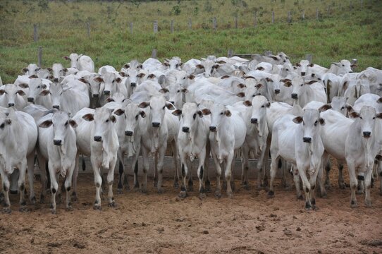 bezerros da ra&ccedil;a nelore Fazenda Modelo