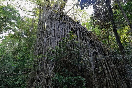 Curtain Fig Tree-giant rainforest strangler fig near Yungaburra town. Queensland-Australia-266