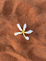 flower in sand