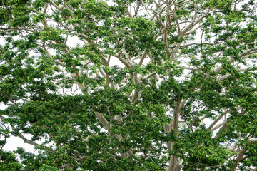 Green treetop background