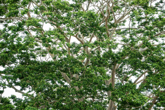 Green treetop background