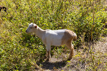 2022 12 26,Hong Kong.Goats in the suburb of Hong Kong
