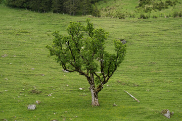 Green tree on a green background