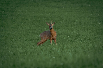 A deer in a green grass field