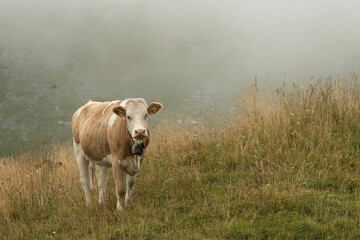 A swiss cow misty day