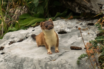A cute weasel on a rock