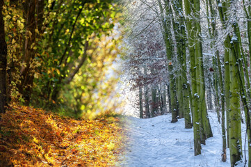 Wechsel zwischen Herbst und Winter dargestellt an den Veränderungen in einem Wald