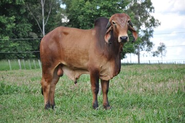 touros da ra&ccedil;a gir leiteiro