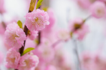 Blossoming sakura tree flower with selective focus on blurred background. Defocused backdrop copy space