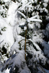 Snow on spruce branches.