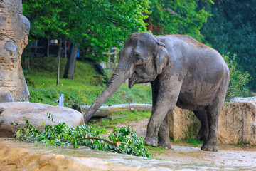 The elephant during the rain. Background with selective focus and copy space