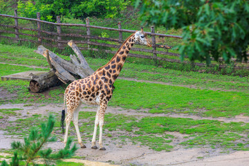 Very beautiful giraffe. Background with selective focus and copy space