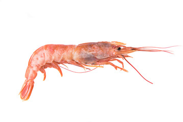 Fresh langoustine isolated on a white background.