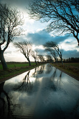 Road with trees in a stormy weather with rain and wind, empty street in Romo, Denmark in the...