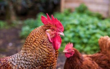 Rooster close up, standing and looking attentively, farm with chickens outdoors.