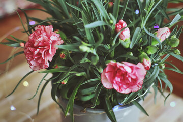 Clavel flores
General, color claro