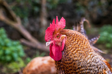 Rooster close up, standing and looking attentively, farm with chickens outdoors.