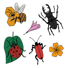 Clipart of vector cartoon insects and flowers. Illustration of a stag beetle, a ladybug on a leaf, a bee on a honeycomb, and flowers