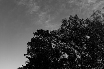 晴天の空と樹木