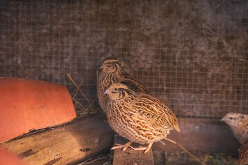 Quails in pen, cute animals used for eggs at farm.